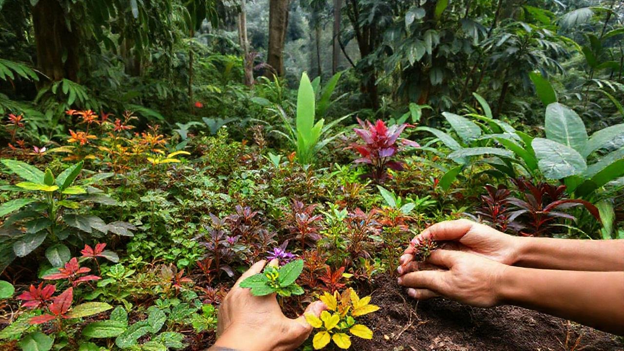 Restaurar selvas impulsa un futuro sostenible