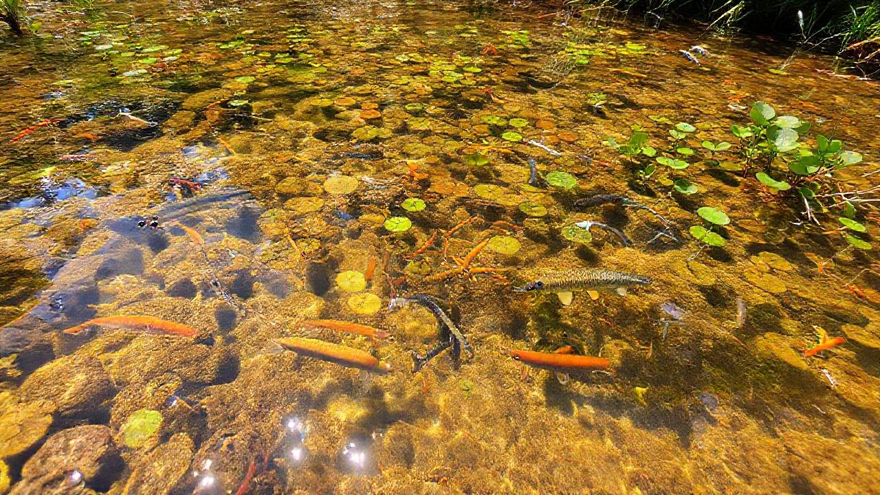 Un ecosistema acuático vibrante y diverso