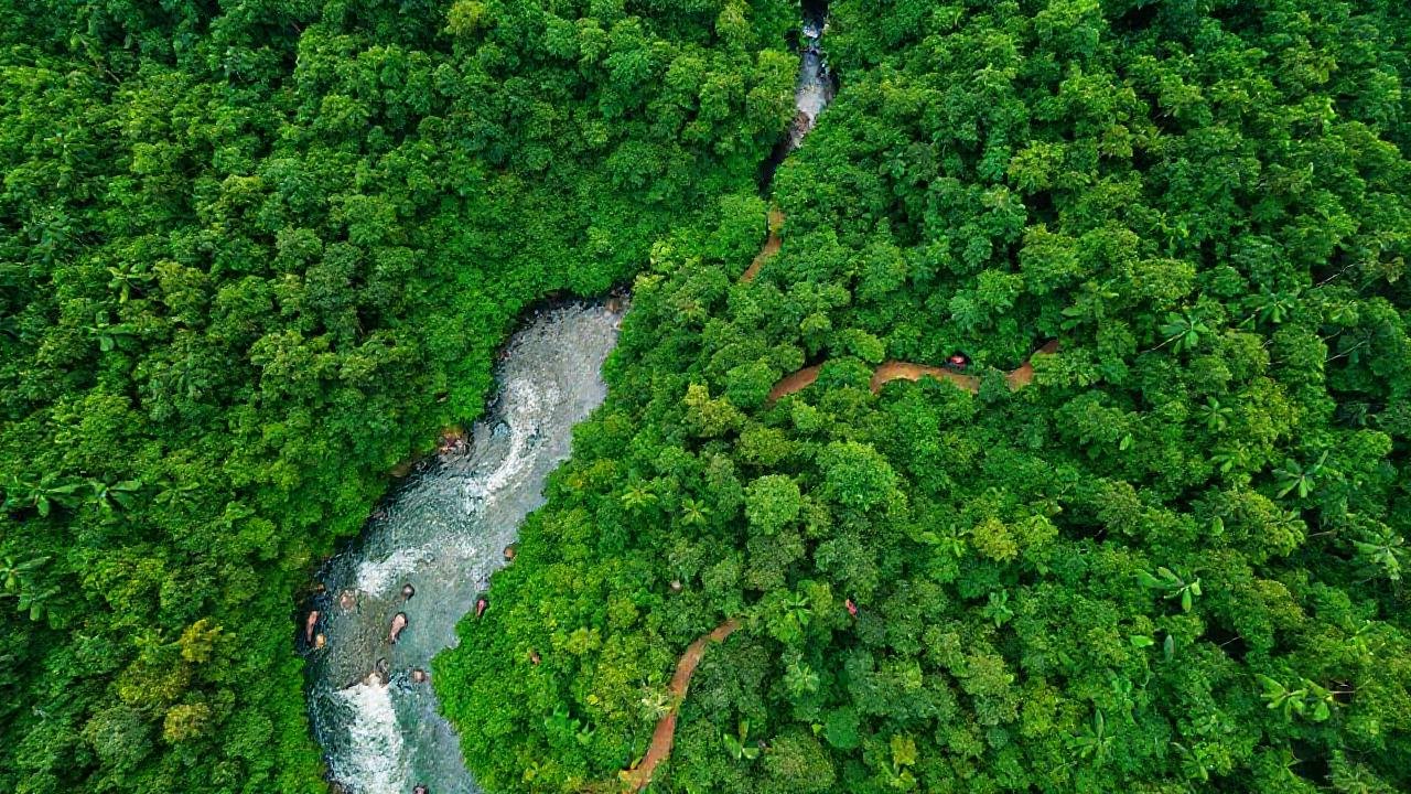 Bosque exuberante y próspero, un paraíso natural
