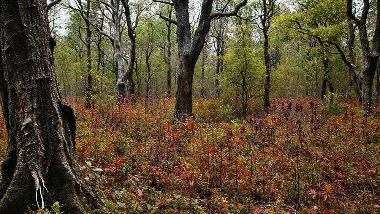 Un ecosistema dañado muestra colores inquietantes