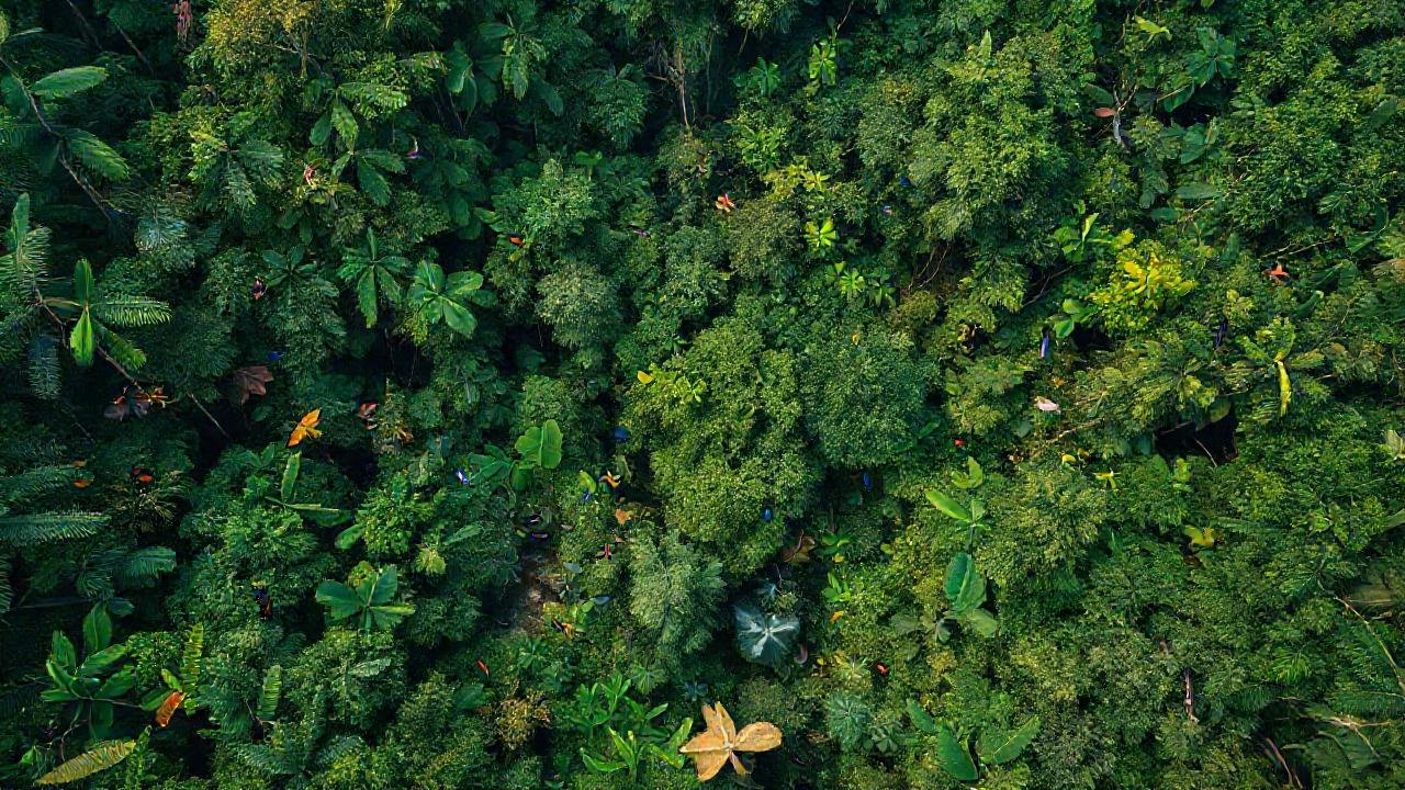 Bosque tropical protegido, colaboración global, esperanza