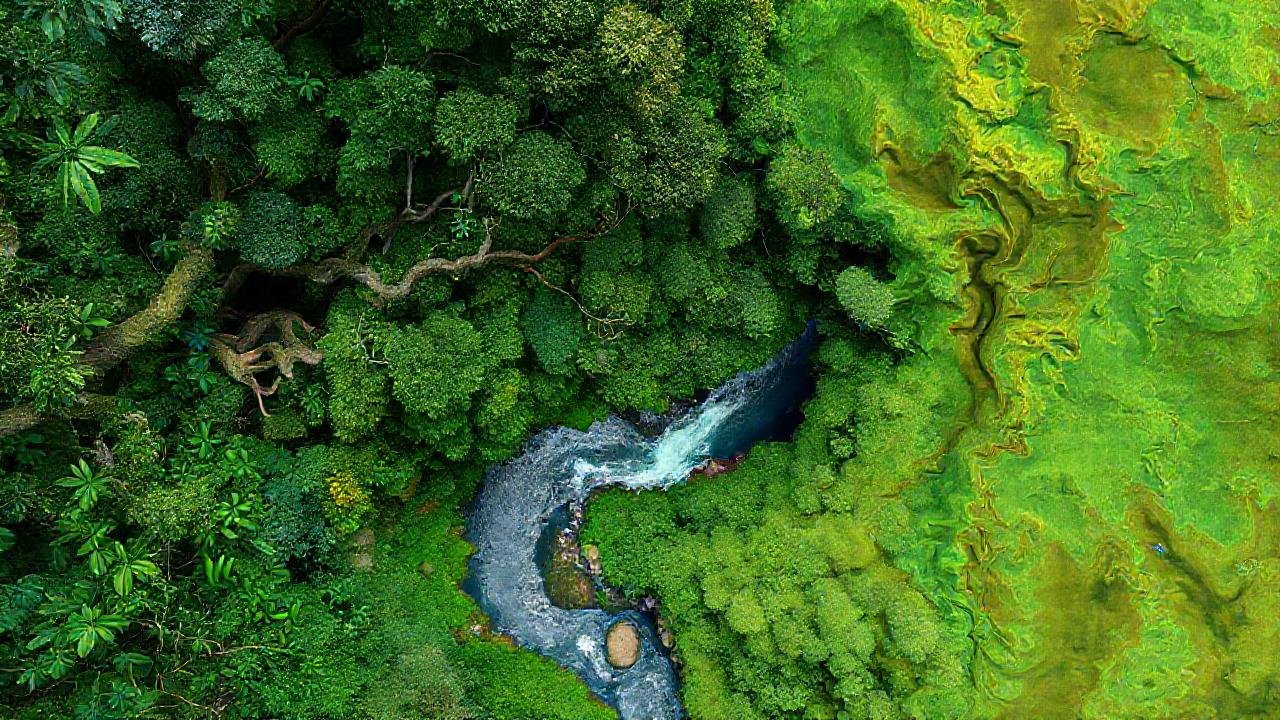 Selva tropical: exuberante, vital y observada