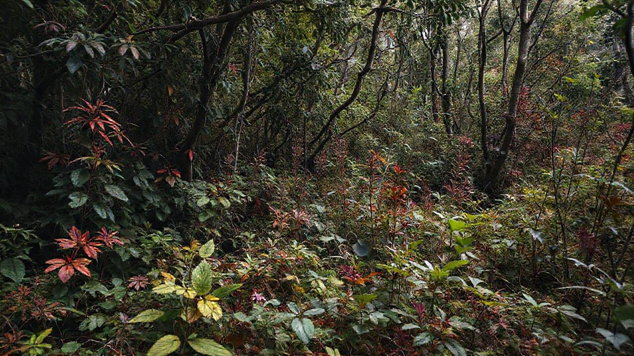El bosque salvaje y perturbador lucha por sobrevivir